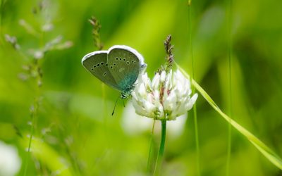 Biodiversità nascosta. Valori e pratiche della diversità biologica nelle aree fragili